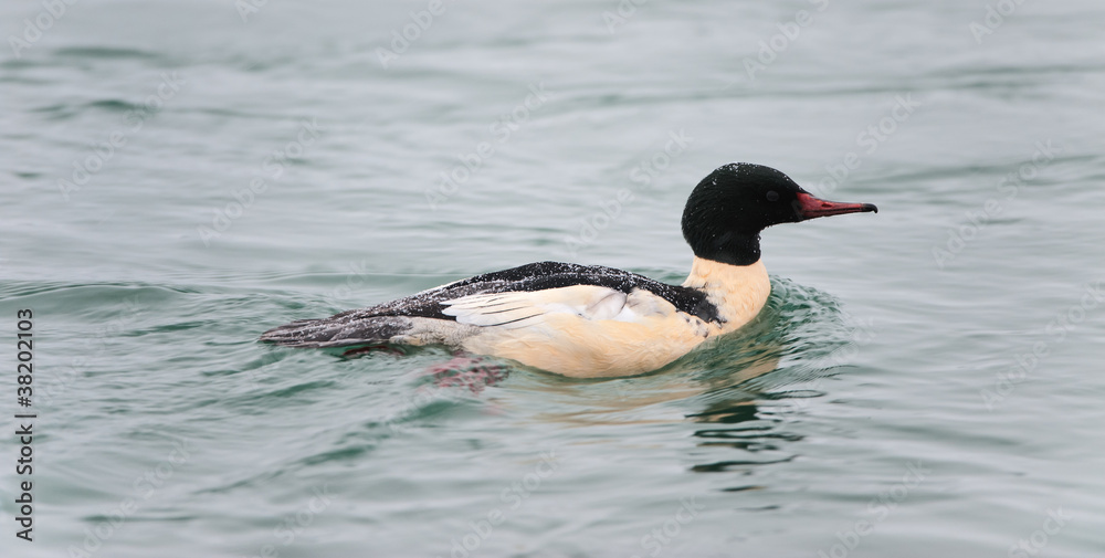 Common Merganser ( Mergus merganser ) Adult Male swimming Common Merganser ( Mergus merganser ) Adult Male swimming