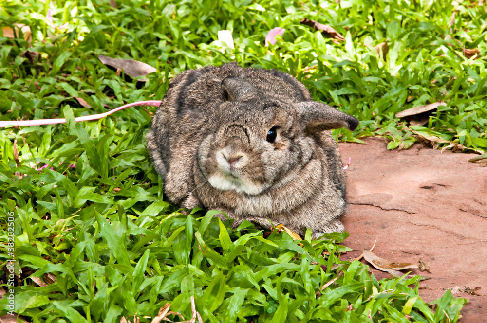 Chestnut (medium brown color) holland lop rabbit in the garden Chestnut (medium brown color) holland lop rabbit in the garden