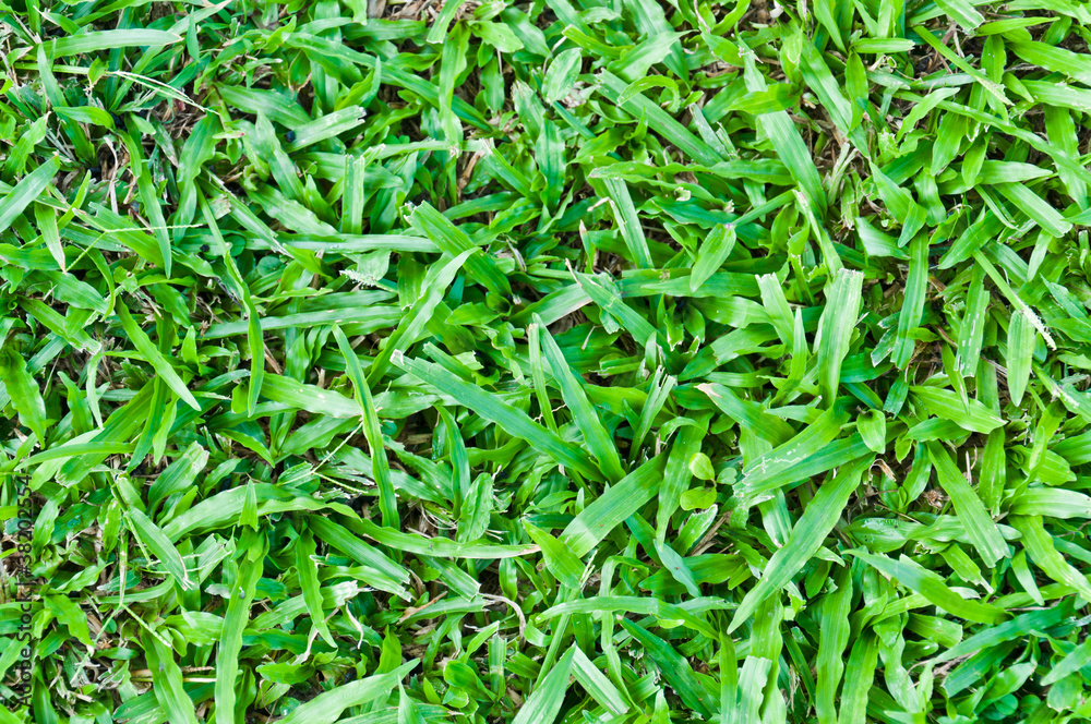Grass Pattern For Background. Grass Pattern For Background.