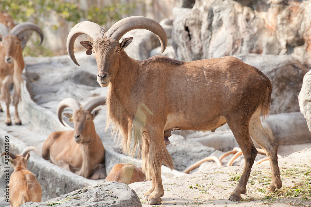 Obraz premium barbary sheep