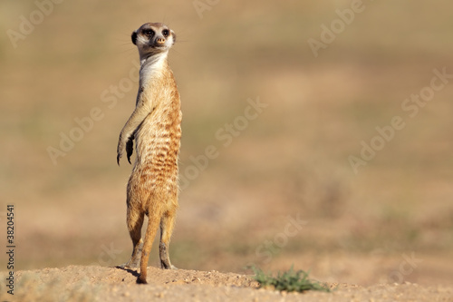 Obraz na plátně Meerkat on guard