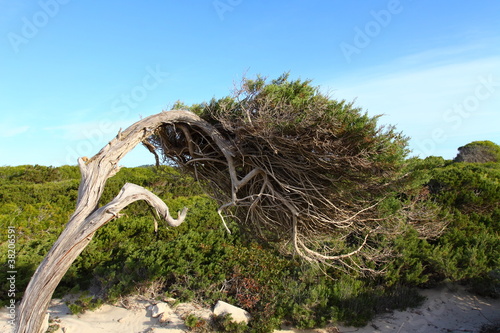 Green pine tree over blue sea in Ibiza, Balearic Island, Spain