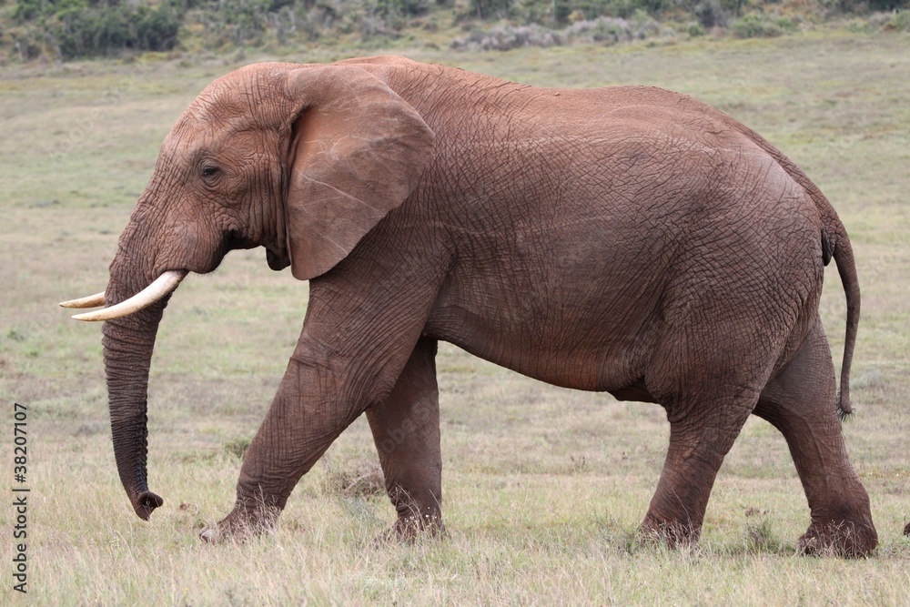 Obraz premium African Elephant Walking