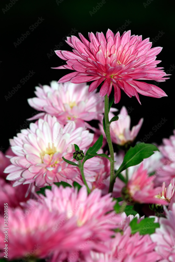 Obraz premium Pink dahlia bush