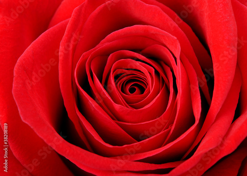 Red rose background closeup