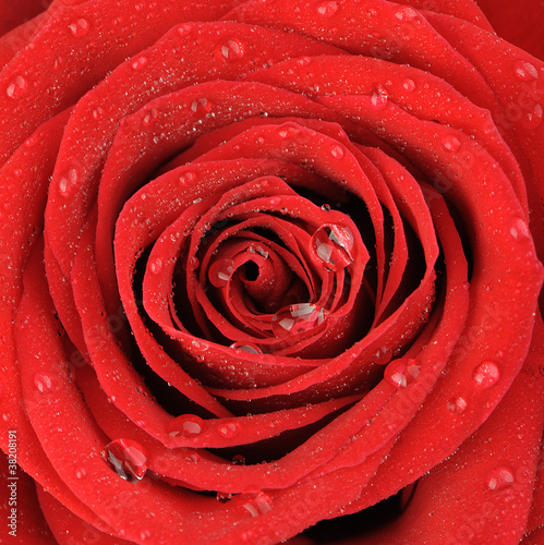 Red rose with water drops it is isolated on a white background