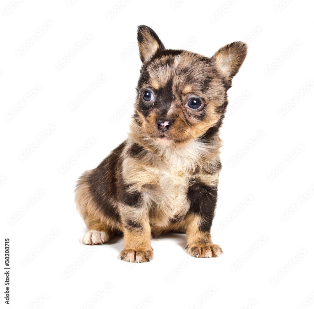 chihuahua puppy in front of a white background chihuahua puppy in front of a white background