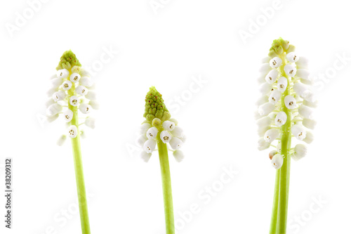 Fototapeta Naklejka Na Ścianę i Meble -  Three isolated White magic flower of Muscari botryoides