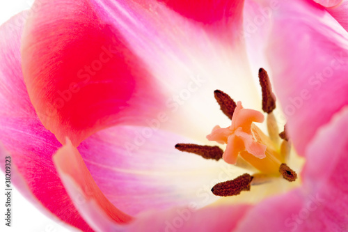 Fototapeta Naklejka Na Ścianę i Meble -  Macro of pink Dutch tulip