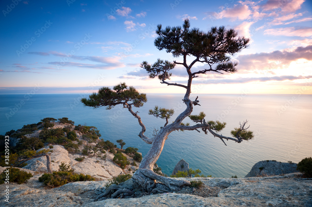Tree on a cliff