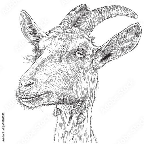 goat - a portrait - a vector drawing