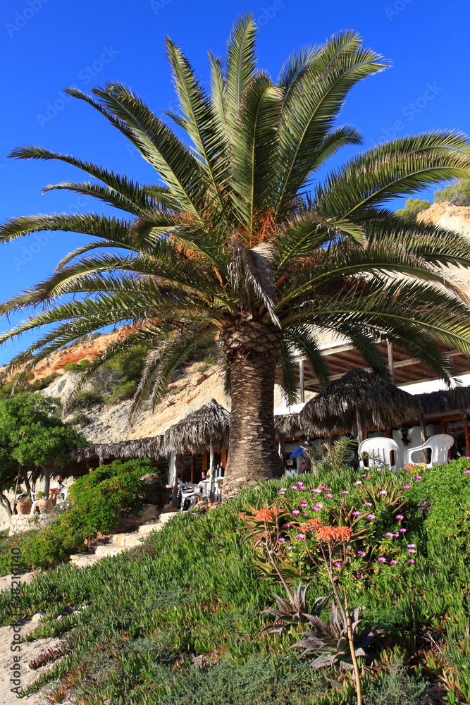 Big Green Palm in Ibiza beach, Balearic Island, Spain
