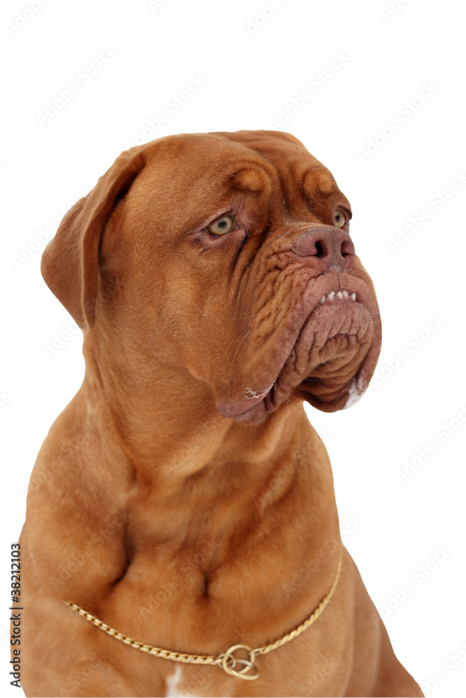 portrait of bordeaux dog isolated on a white background