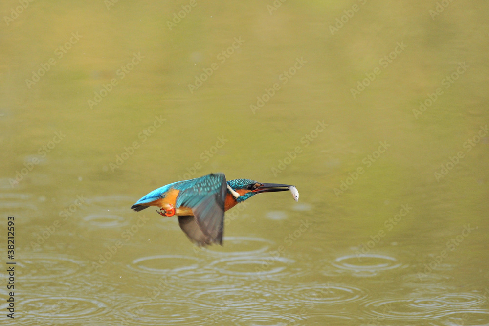 Obraz premium 魚を咥え飛ぶカワセミ