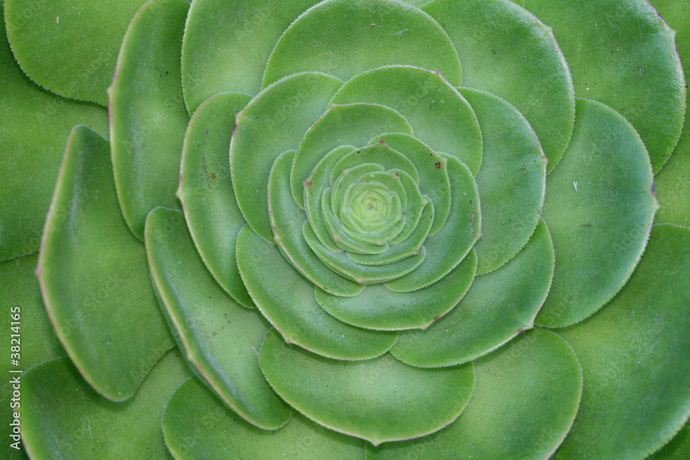 Green Succulent Background Green Succulent Background