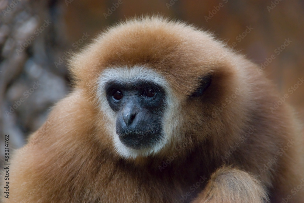 Obraz premium Gibbon