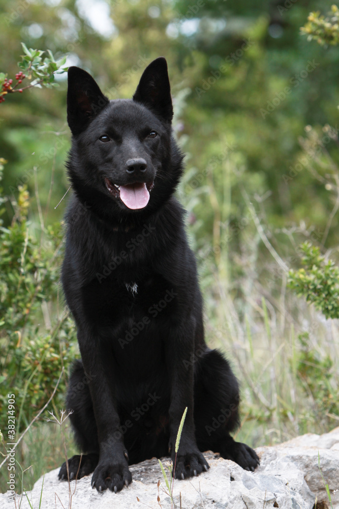 kelpie assis de face kelpie assis de face