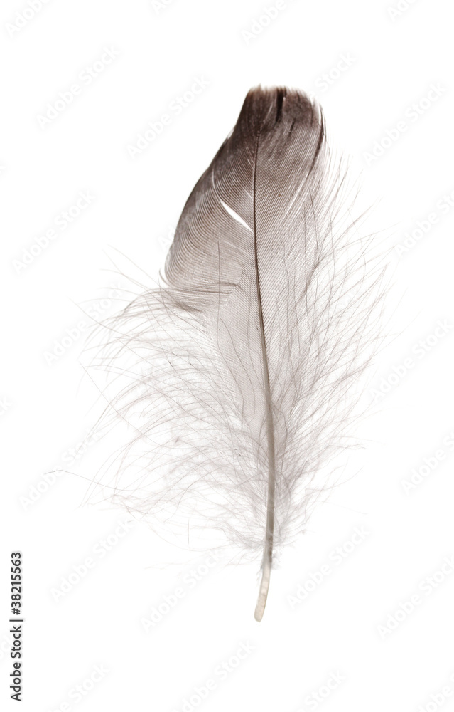 Single fluffy feather isolated on white Single fluffy feather isolated on white