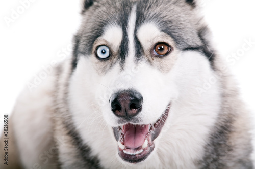 Dog on a white background.