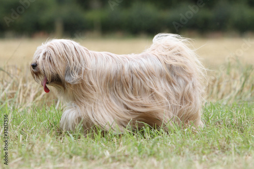 Принти на полотні terrier du Tibet se déplaçant de profil