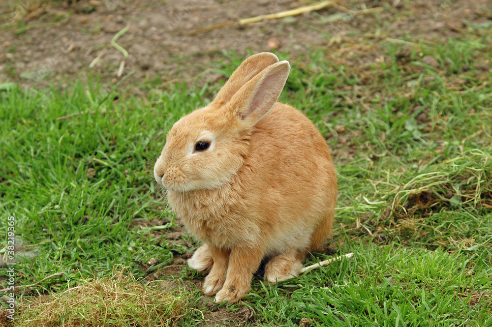 Zwergkaninchen
