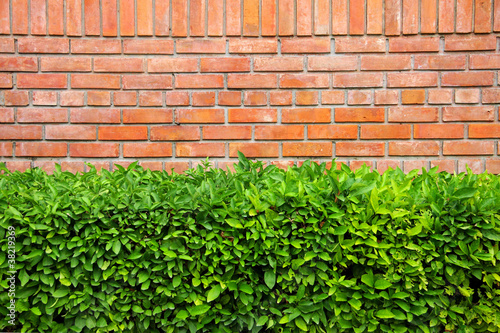 wall and bush in park