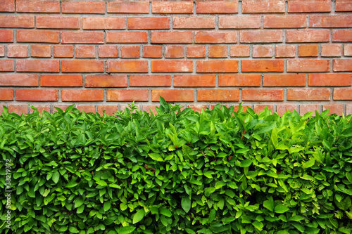 wall and bush in park