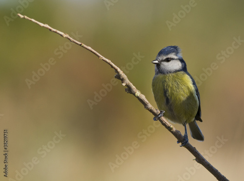 mesange bleue photo