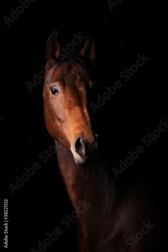 horse in dark