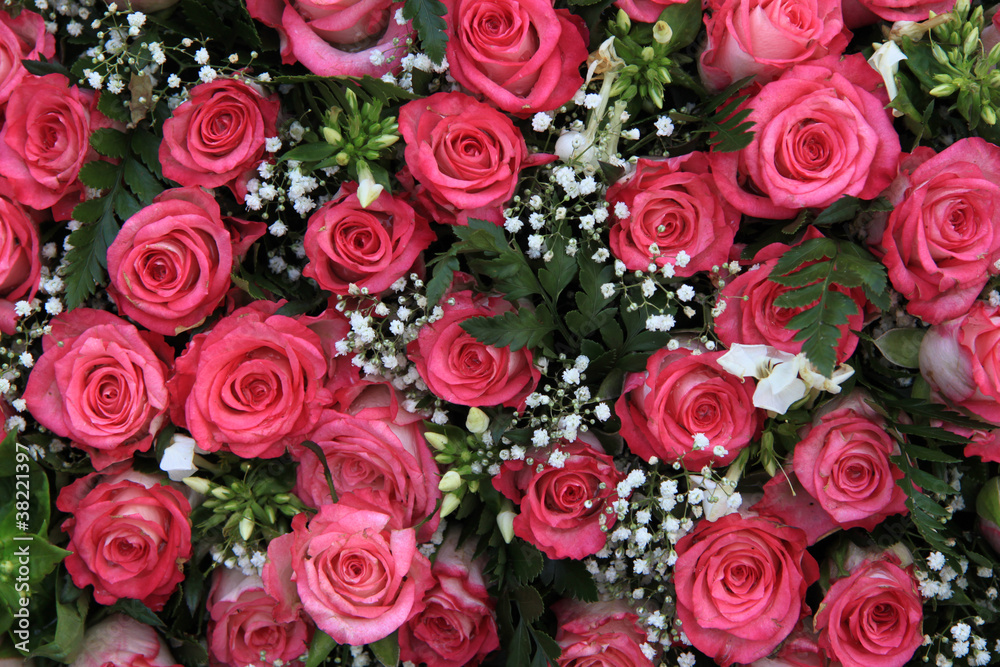 pink roses and gypsophila (baby's breath) pink roses and gypsophila (baby's breath)