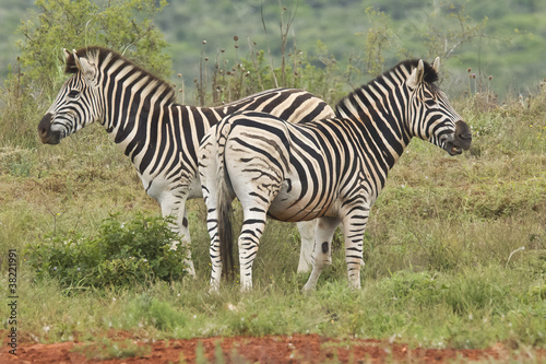 Two Zebra s