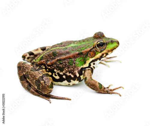 green water frog isolated on white