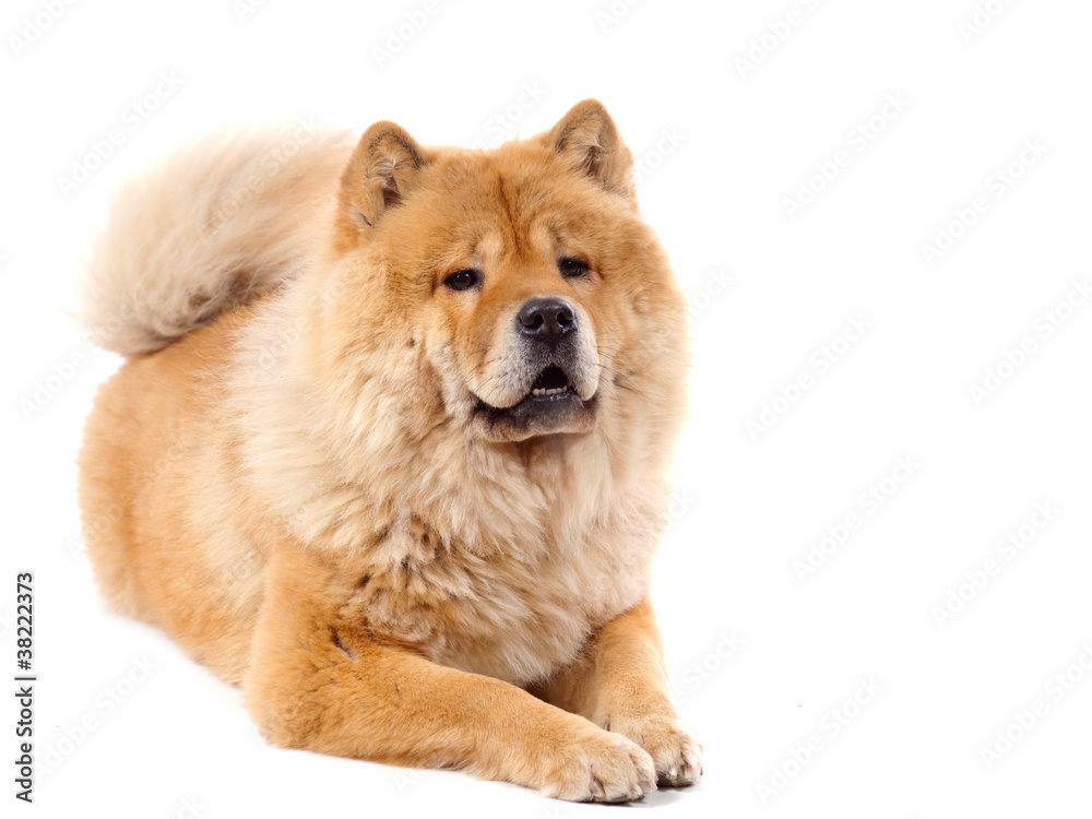 Chow Chow couché Chow Chow couché