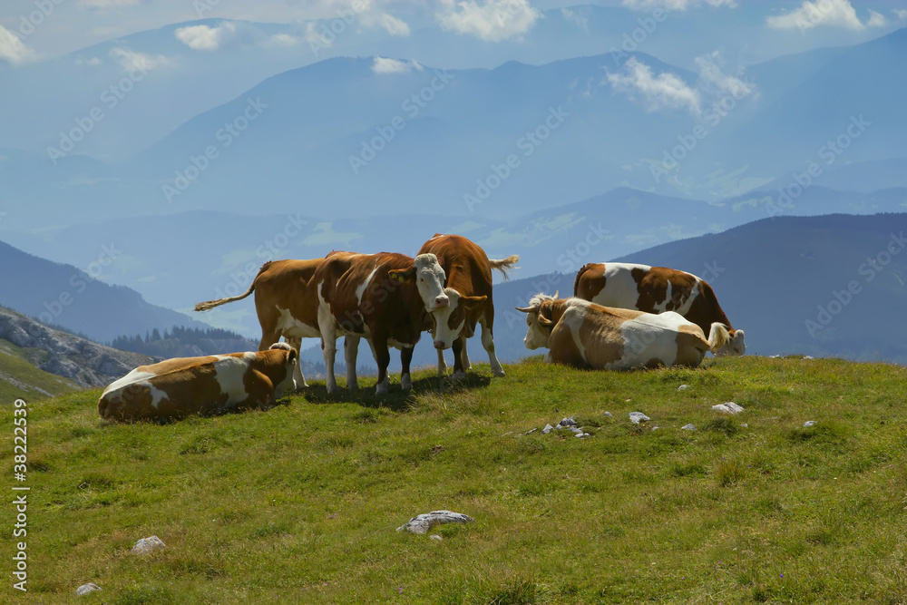 The group of cows grazing on mountain meadow
