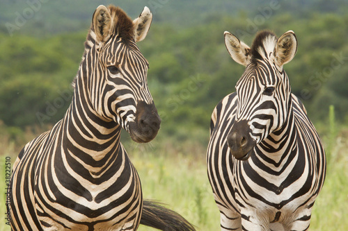 Standing Zebras