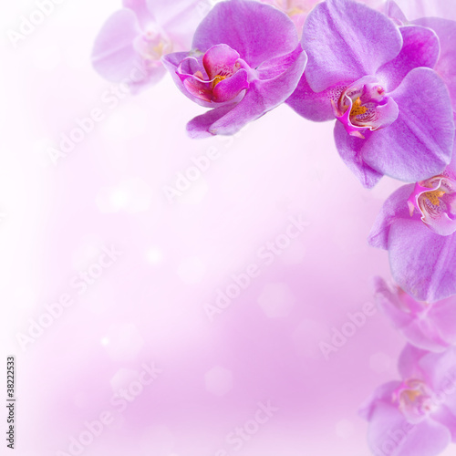 Pink orchids on an abstract background