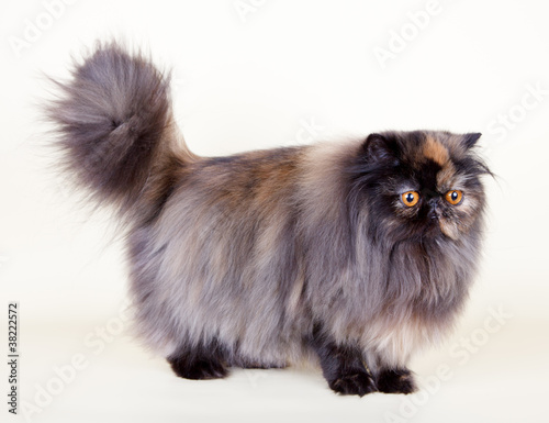 Persian cat on yellow background
