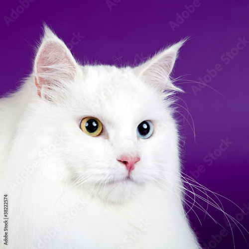 White cat on purple background