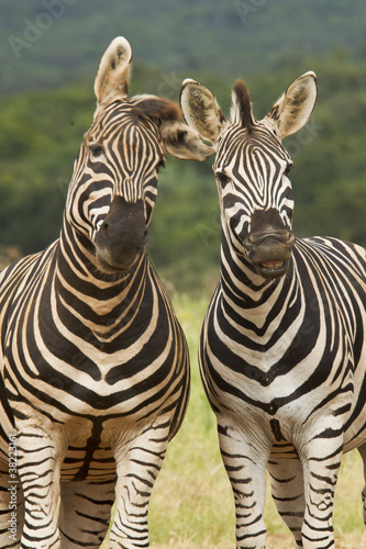 Funny Zebras photo