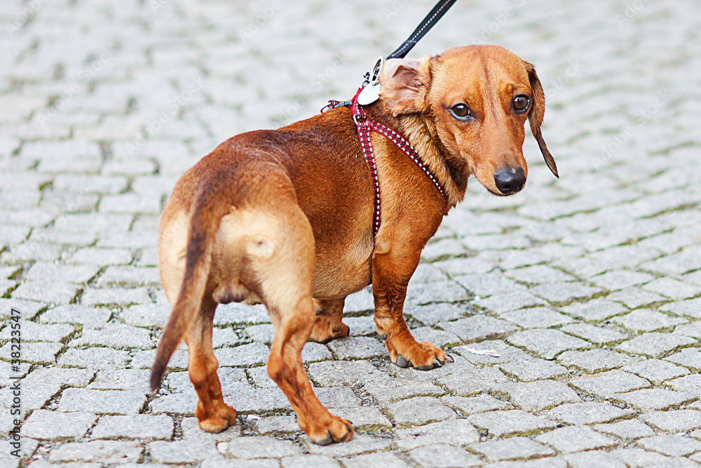 small dog dachshund against the paving stones small dog dachshund against the paving stones