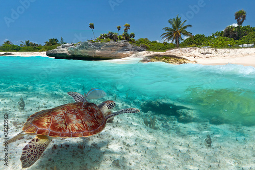 Tela Caribbean Sea scenery with green turtle in Mexico
