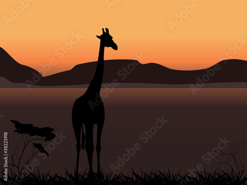Giraffe on a background of sunset