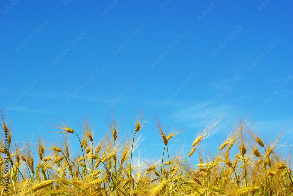 Obraz premium wheat
