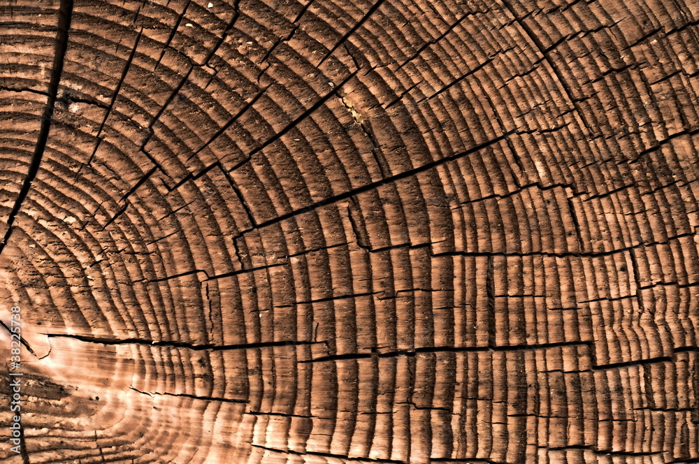 Fototapeta premium Jahresringe