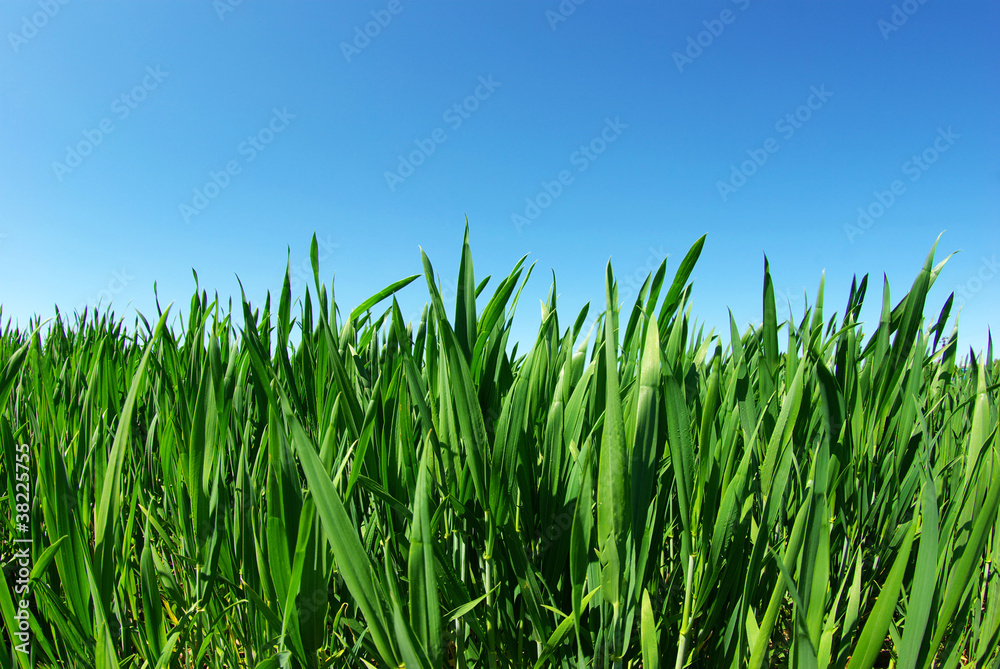 lawn on sky lawn on sky