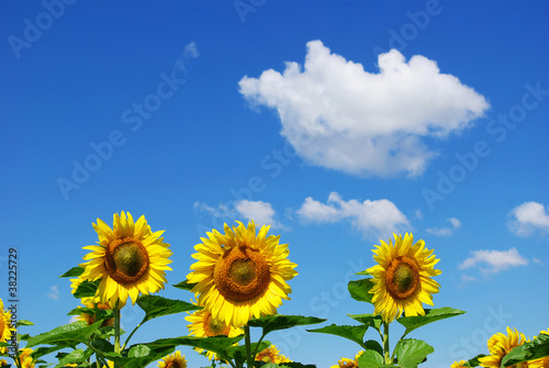 sunflower field