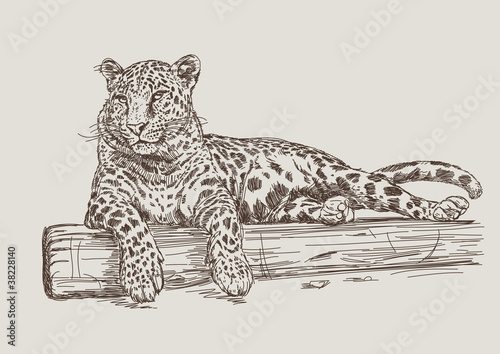 Leopard