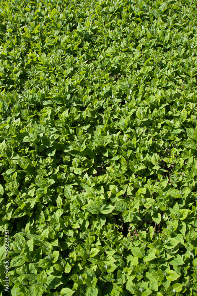 green leaves green leaves