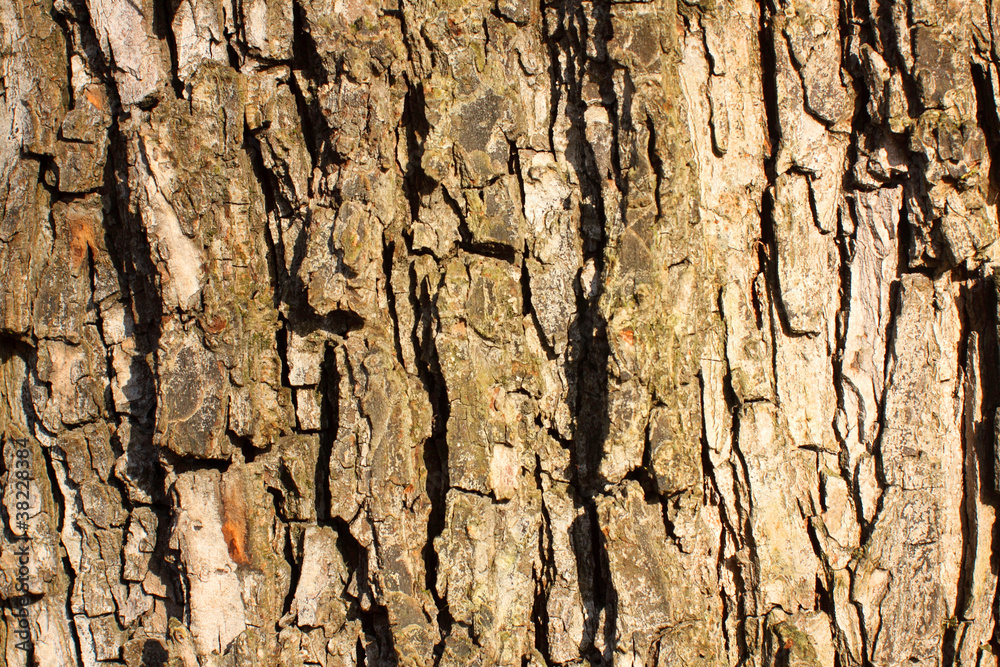 Bark on an old tree. Bark on an old tree.