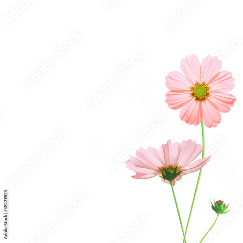 pink moscos flowers dicut isolated on white
